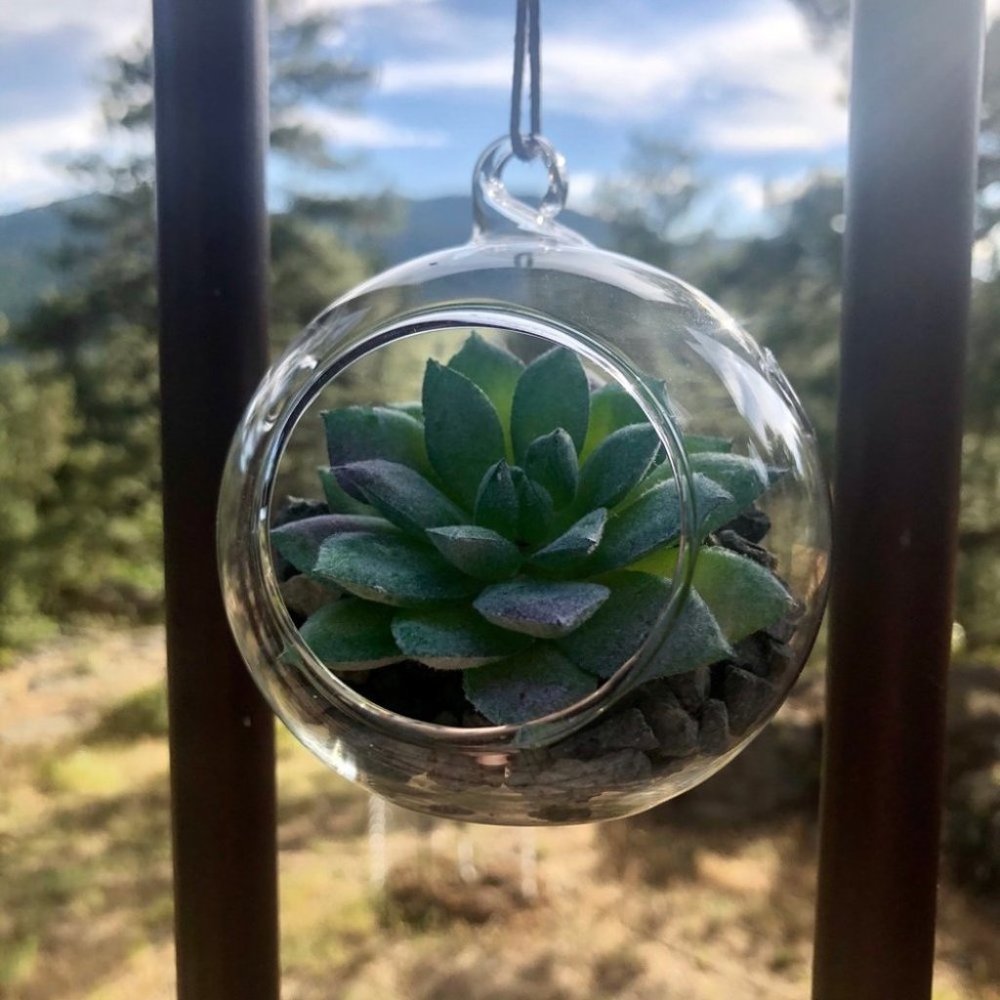 Set of 3 succulent terrariums - Picture 3 of 16